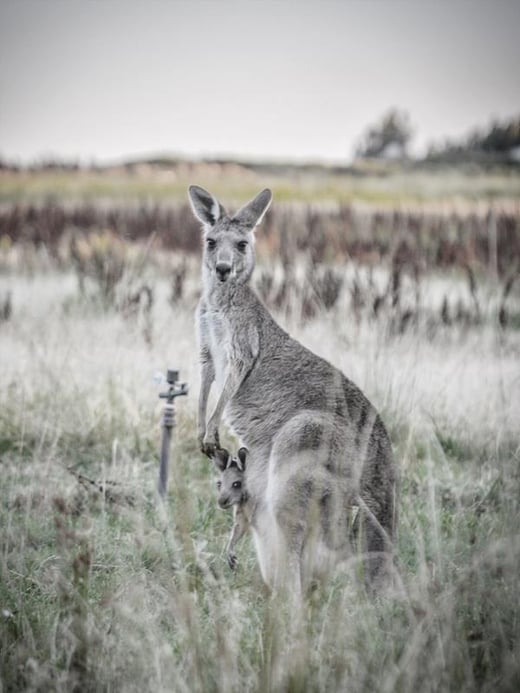 Hitch Hiker Poster Urban Road